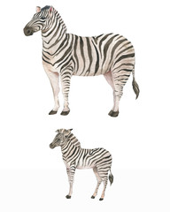 Hand drawn watercolor illustration with cute zebras. Baby and mother zebra isolated on the white background
