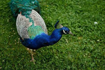 Pavo Real © Nico Guantay 