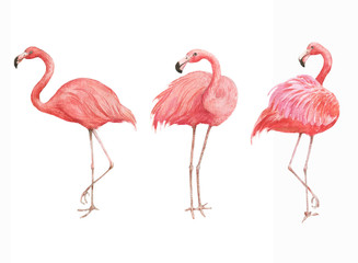 Hand drawn watercolor illustration with beautiful pink flamingo isolated on the white background