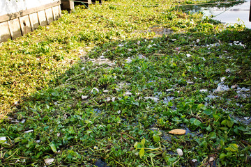 Fototapeta na wymiar Common water hyacinth and many garbage on surface of water of Choa praya river in Bangkok, Thailand
