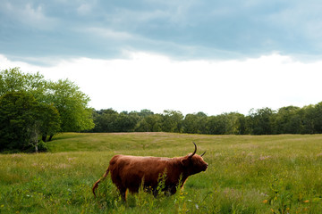 Vaca de las tierras altas 
