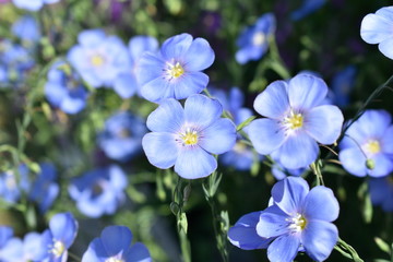 Colorful decorative summer garden flowers.