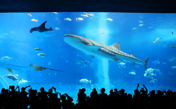 564 Best ジンベイザメ Images Stock Photos Vectors Adobe Stock