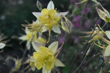 Colorful decorative summer garden flowers.