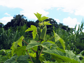 Organic Okra-plant with okras in tropical Suriname South-America
