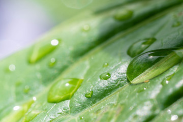 雨上がりの日差しを浴びる紫陽花