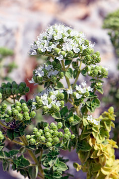 Oregano in Blüte / Insel Kalymnos - Griechenland - flowering Oregano in Greece