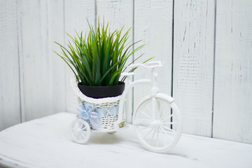 Composition decor. Bicycle with green grass, on white background