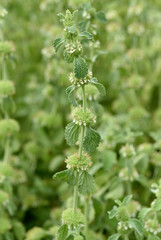 Weisser, Andorn, Marrubium, vulgare