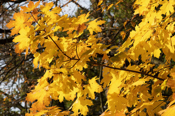 maple leaves on a tree