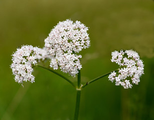 Baldrian, Baldrianbluete, Valeriana, officinalis