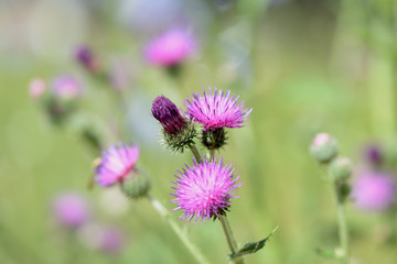 Blooming thistle on a sunny summer day close-up