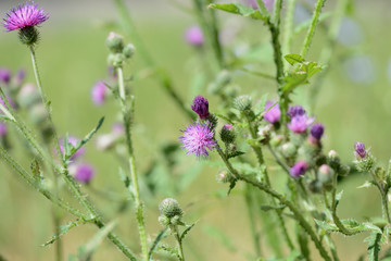 Blooming thistle on a sunny summer day close-up