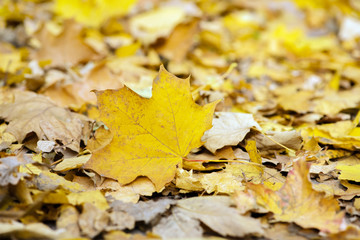 Naklejka na ściany i meble Fallen maple leaves on the ground.
