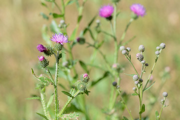 Blooming thistle on a sunny summer day close-up