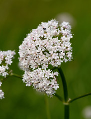 Baldrian, Baldrianbluete, Valeriana, officinalis