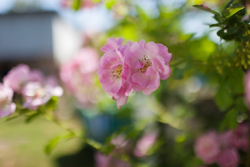 Rose flower photo. Beautiful spring or summer bloomingrose plant. Flower blossom bright image. Rose bush bloom.Selective focus, blurred background