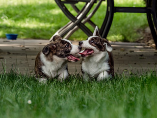 Two beautiful brown young corgi dogs playing in the green grass