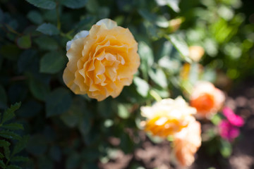 Rose flower photo. Beautiful spring or summer bloomingrose plant. Flower blossom bright image. Rose bush bloom.Selective focus, blurred background