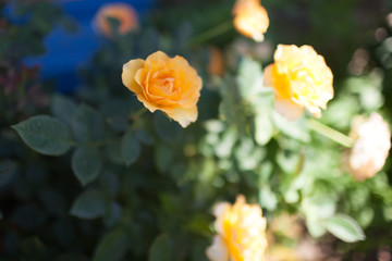 Rose flower photo. Beautiful spring or summer bloomingrose plant. Flower blossom bright image. Rose bush bloom.Selective focus, blurred background