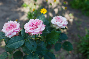 Rose flower photo. Beautiful spring or summer bloomingrose plant. Flower blossom bright image. Rose bush bloom.Selective focus, blurred background