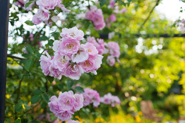 Rose flower photo. Beautiful spring or summer bloomingrose plant. Flower blossom bright image. Rose bush bloom.Selective focus, blurred background