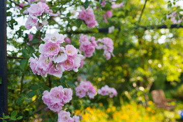 Fototapeta premium Rose flower photo. Beautiful spring or summer bloomingrose plant. Flower blossom bright image. Rose bush bloom.Selective focus, blurred background