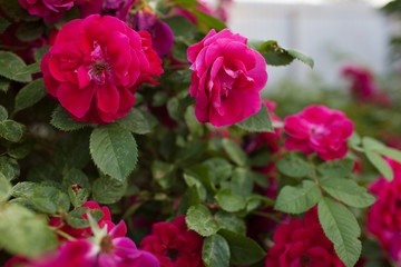 Rose flower photo. Beautiful spring or summer bloomingrose plant. Flower blossom bright image. Rose bush bloom.Selective focus, blurred background
