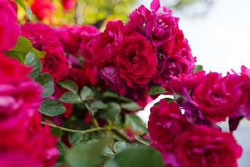 Rose flower photo. Beautiful spring or summer bloomingrose plant. Flower blossom bright image. Rose bush bloom.Selective focus, blurred background