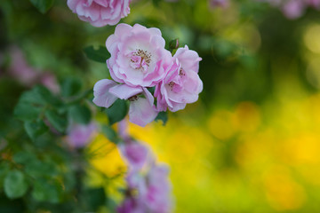 Rose flower photo. Beautiful spring or summer bloomingrose plant. Flower blossom bright image. Rose bush bloom.Selective focus, blurred background