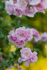 Naklejka na ściany i meble Rose flower photo. Beautiful spring or summer bloomingrose plant. Flower blossom bright image. Rose bush bloom.Selective focus, blurred background