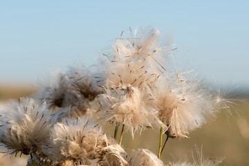 Beautiful fluffy flower burdock on an autumn meadow in the rays of the evening sun