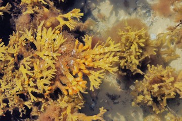 Fototapeta na wymiar seaweed under water