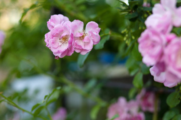 Rose flower photo. Beautiful spring or summer bloomingrose plant. Flower blossom bright image. Rose bush bloom.Selective focus, blurred background