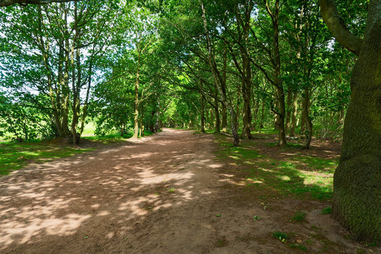 Wide sunlit footpath between the trees of Sherwood Forest.
