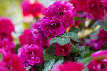 Rose flower photo. Beautiful spring or summer bloomingrose plant. Flower blossom bright image. Rose bush bloom.Selective focus, blurred background