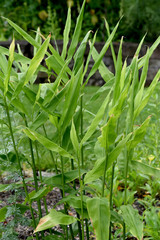 Ingwer, Zingiber, officinale