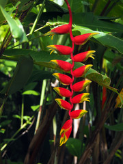 Wild red and yellow Palulu plant Heliconia flower in tropical Suriname South-America