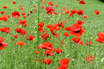 Klatschmohn, Papaver, rhoeas