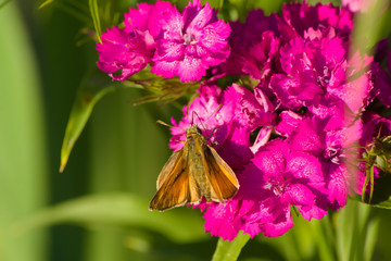 Small skipper (Thymelicus sylvestris) on a pink turkish carnation. Macro background, insects...