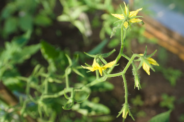 A branch with yellow flowers of cherry tomatoes in a greenhouse. Agricultural concept, cultivated plants, farming season