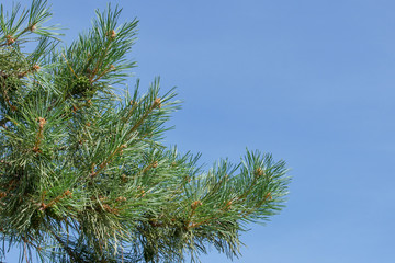 A pine branch with green cones against the blue sky in the park. Summer sunny day.