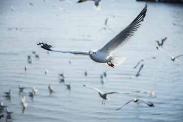 Seagulls are flying in the sky in the sea and looking for food,flying action bird.