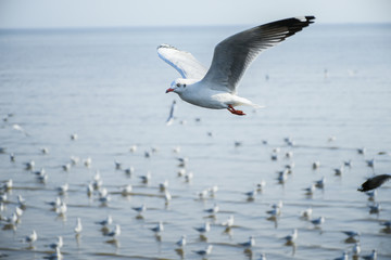 Seagulls are flying in the sky in the sea and looking for food,flying action bird.