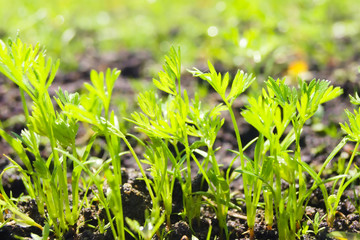 Sprouts of young carrots on a sunny day in the garden. Agriculture, cultivation of root crops