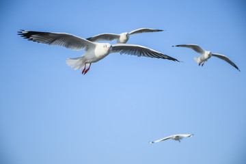 Seagulls are flying in the sky in the sea and looking for food,flying action bird.