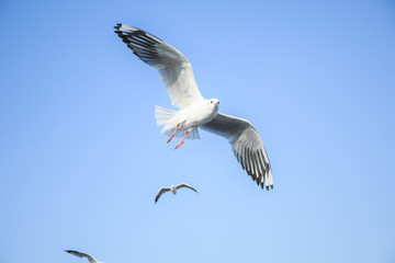 Seagulls are flying in the sky in the sea and looking for food,flying action bird.