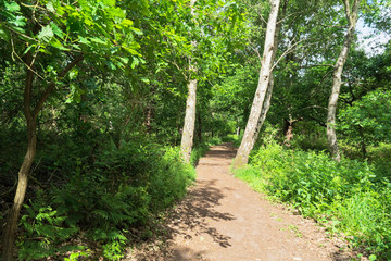 Fototapeta na wymiar Wide sunlit footpath between the trees of Sherwood Forest in Nottinghamshire.