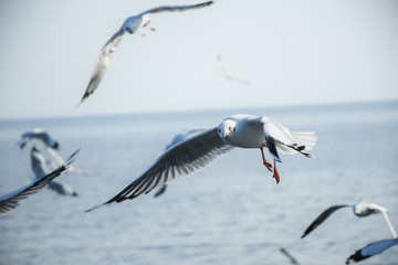 Seagulls are flying in the sky in the sea and looking for food,flying action bird.