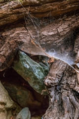 Spiderweb on an ancient tree